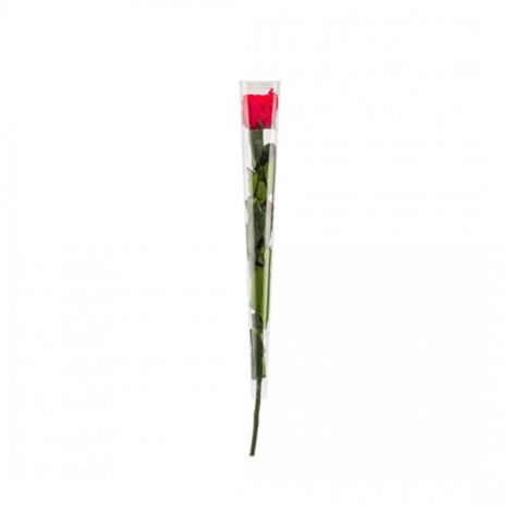 Rose en tige stabilisée Coloris rouge