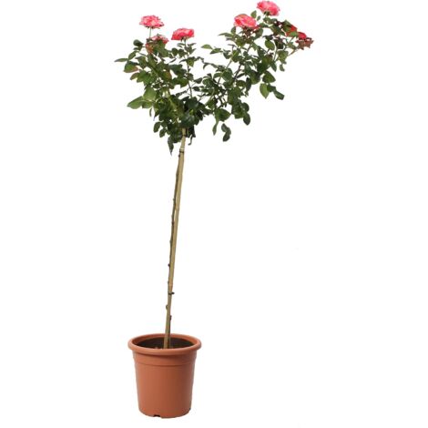 Rose Rosso Sfumato Avorio Alberello - Piante Vere Fiorite da Esterno - Pianta Decorativa - H 180-190 cm Vaso da Coltura Ø 22 cm