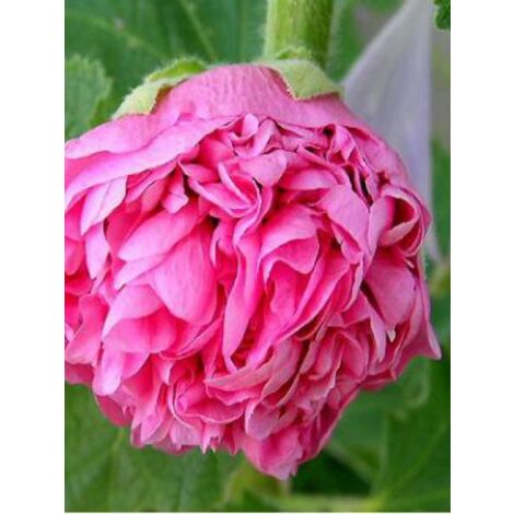 Rose trémière double 'Chater's Pink' Godet de 7/8 cm