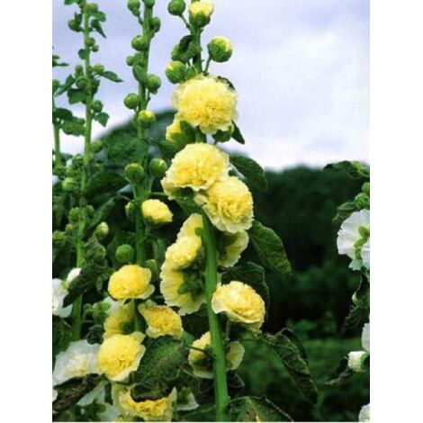 Rose trémière double 'Chater's Yellow' Godet de 7/8 cm