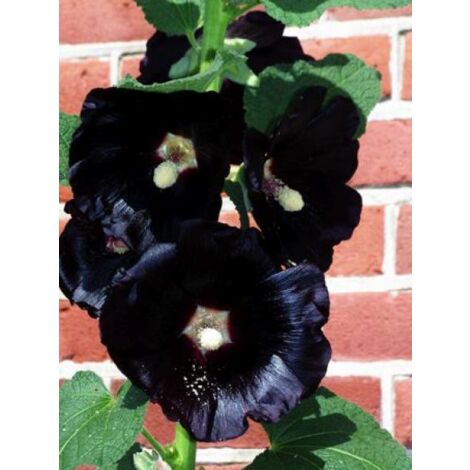 Rose trémière 'Nigra' Godet de 7/8 cm