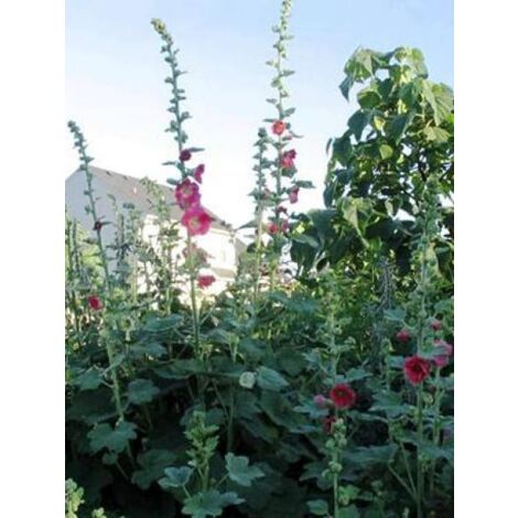 Rose trémière 'Rosea ' le sachet de 70 graines (1g)