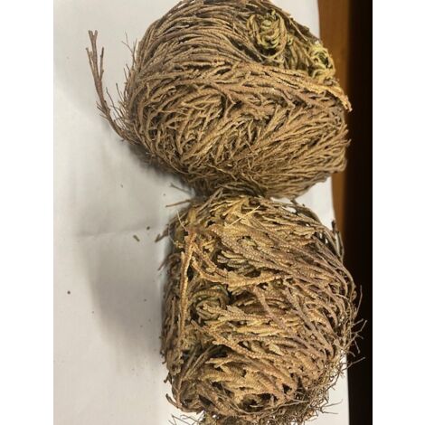 Rose von Jericho Selaginella Lepidophylla 1 kg