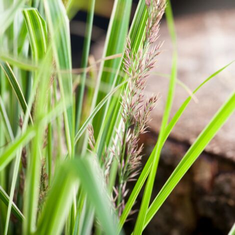 Roseau de Chine Cabaret' - Miscanthus sinensis Cabaret' pot 3L