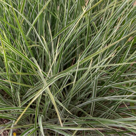 Roseau de Chine Variegatus' - Miscanthus sinensis Variegatus' godet 9cm