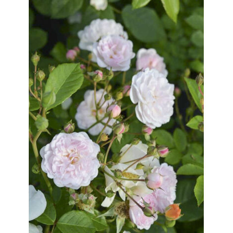 Rosier à fleurs groupées 'Annelies' Pot de 4L/5L