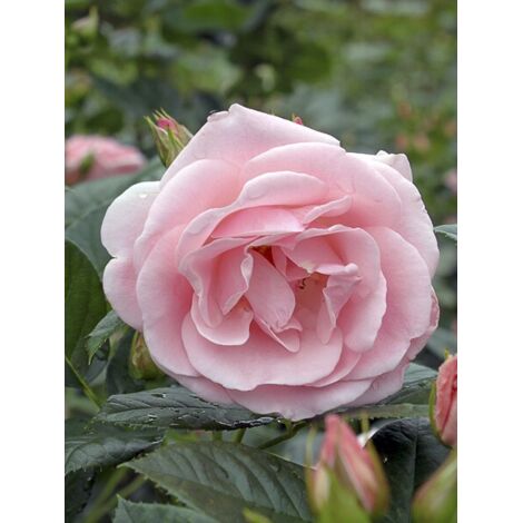 Rosier à fleurs groupées 'Astrid Lindgren' Pot de 4L/5L