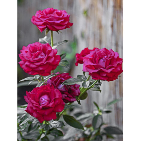 Rosier à fleurs groupées 'Belles Rives' Pot de 4L/5L