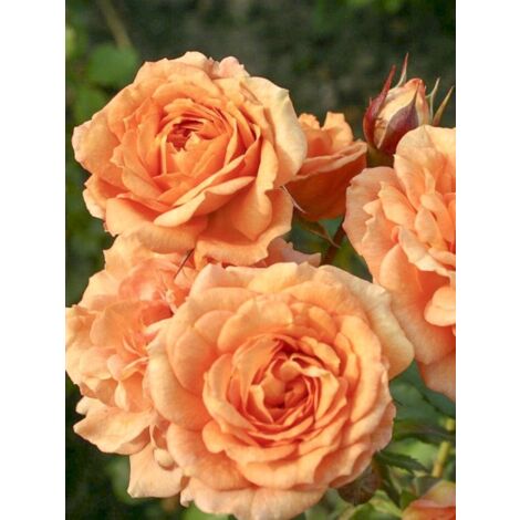 Rosier à fleurs groupées 'Bentheimer Gold Pot de 2L/3L