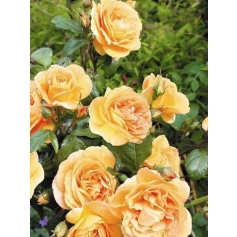 Rosier à fleurs groupées 'Bernstein-rose'® Pot de 2L/3L