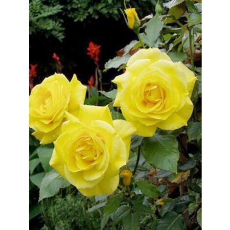 LE JARDIN DU PIC VERT Rosier à fleurs groupées 'Friesia' Pot de 2L/3L