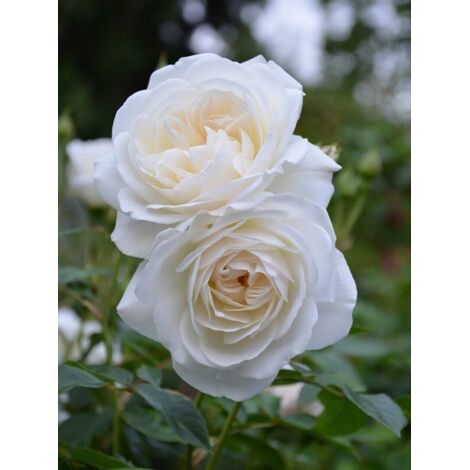 Rosier à fleurs groupées 'Iceberg' Pot de 4L/5L