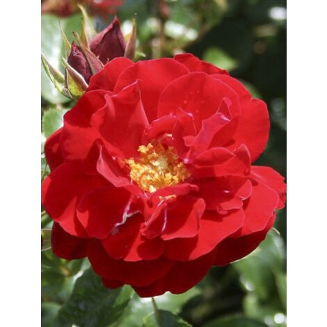 Rosier à fleurs groupées 'Mainaufeuer' Pot de 4L/5L