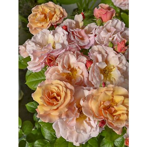 Rosier à fleurs groupées 'Martin des Senteurs ' Pot de 4L/5L