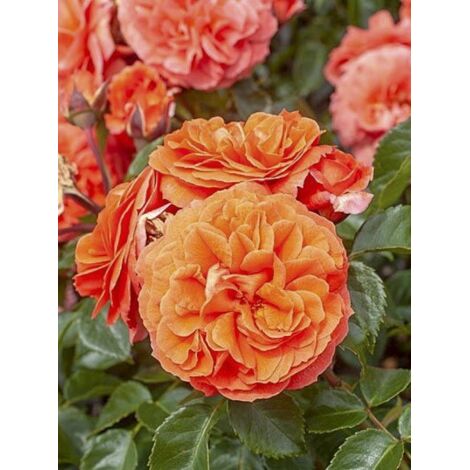 Rosier à fleurs groupées 'Orangerie' Pot de 2L/3L
