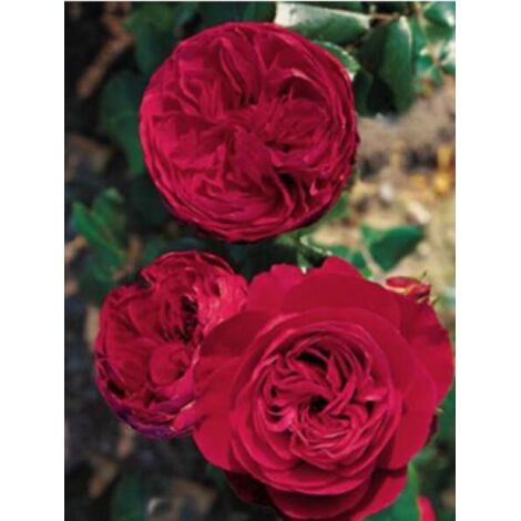 Rosier à fleurs groupées 'Red Leonardo da Vinci' Pot de 4L/5L