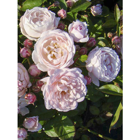 Rosier à fleurs groupées 'Rose de la Petite Chabotte' Pot de 4L/5L
