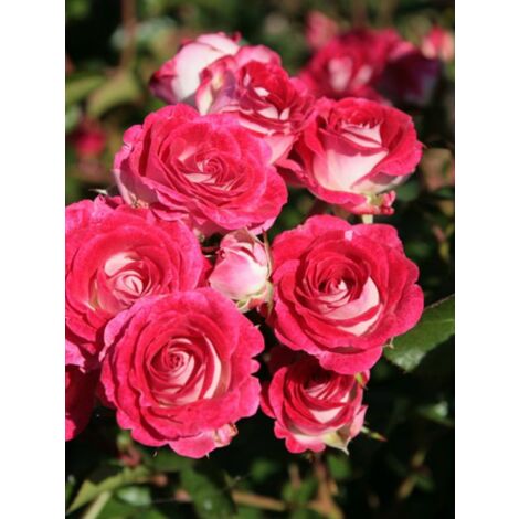 Rosier à fleurs groupées 'Schöne Koblenzerin'® Pot de 2L/3L