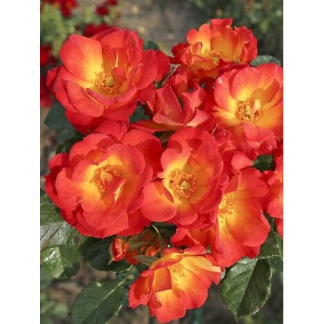 Rosier à fleurs groupées 'Summer of Love ' Pot de 2L/3L