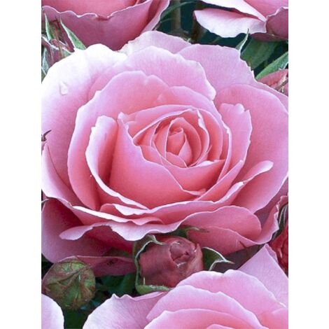 Rosier à fleurs groupées 'Ville de Saumur' Pot de 4L/5L