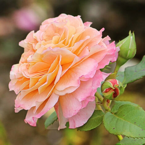 Rosier à grandes fleurs Abbaye de Cluny® 'Meibrinpay'/Pot de 10 L - 1/2 tige