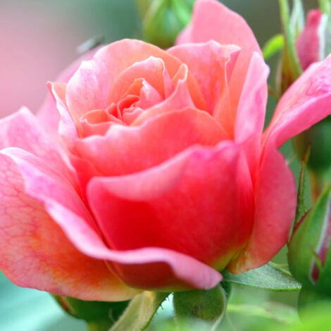 Rosier à grandes fleurs Belle du Seigneur® 'DELocabri'/Pot de 10 L - 1/2 tige