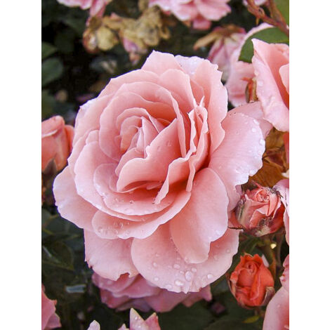 Rosier à massif 'Favorite' Pot de 4L/5L