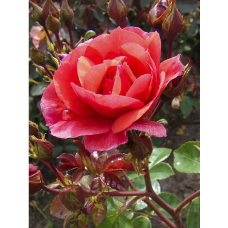 Rosier à massif 'Folle Framboise' Pot de 4L/5L