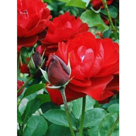 Rosier à massif 'Lilli Marleen' Pot de 4L/5L
