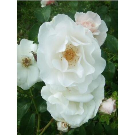 Rosier à massif 'Maria Mathilda' Pot de 3L/4L