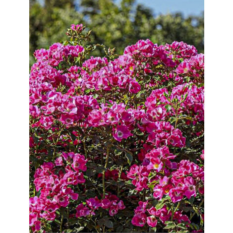 Rosier à massif 'Purple Meicosme' Pot de 2L/3L