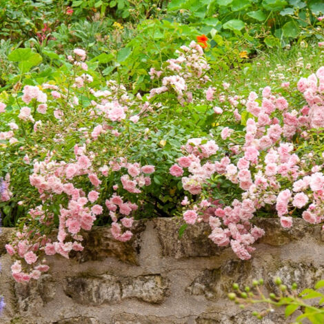 Rosier à massif The Fairy - Le paquet de 2 en pots de 0,9L hauteur 20cm. - Le paquet de 2 en pots de 0,9L hauteur 20cm. - Willemse
