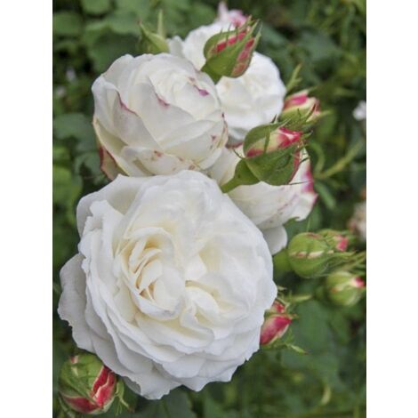 Rosier ancien Bourbon 'Boule de Neige' Pot de 4L/5L
