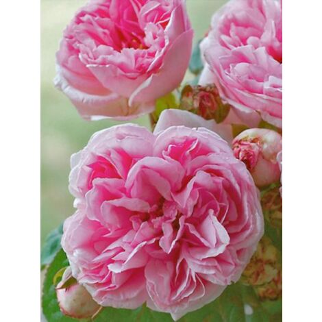 Rosier ancien Bourbon 'Mme Ernest Calvat' Pot de 4L/5L