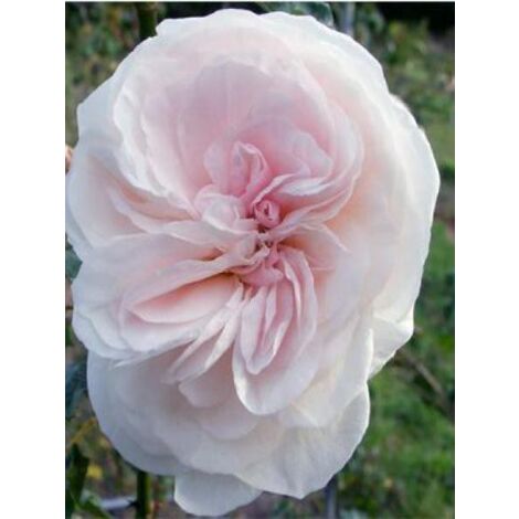 Rosier ancien Bourbon 'Souvenir de la Malmaison' Pot de 4L/5L