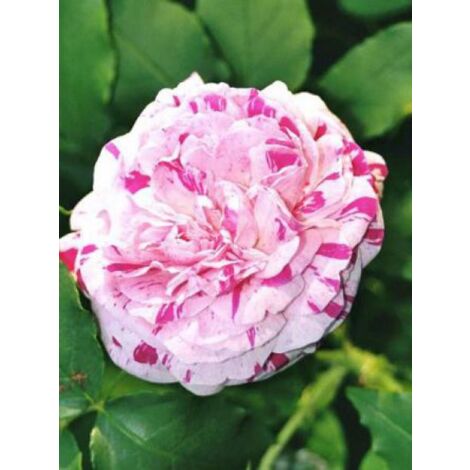Rosier ancien Bourbon 'Variegata di Bologna' Pot de 4L/5L