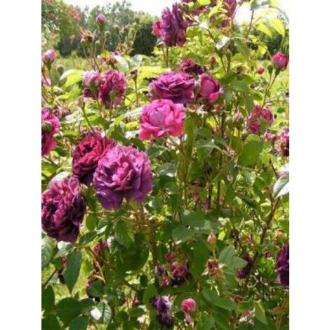 Rosier ancien gallique 'Tuscany Superb' Pot de 4L/5L
