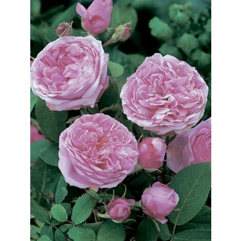 Rosier ancien Portland 'Comte de Chambord' Pot de 4L/5L