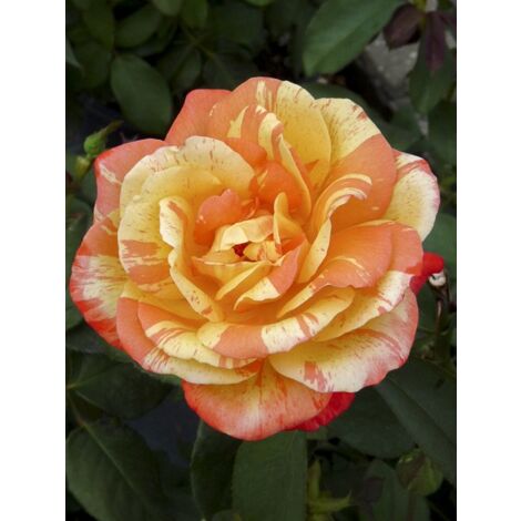 Rosier 'André Willemse' Pot de 4L/5L