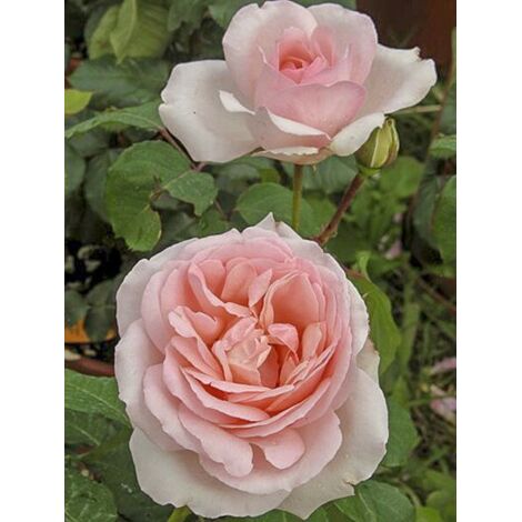 Rosier anglais 'Clair Renaissance' Pot de 4L/5L