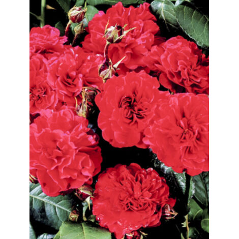 Rosier anglais 'English Legend Hamlet' Pot de 4L/5L