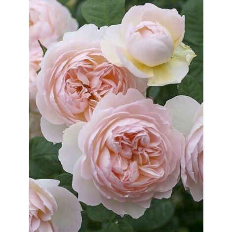 Rosier anglais 'Gentle Hermione' Pot de 4L/5L