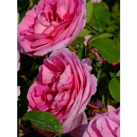 Rosier anglais 'Gertrude Jekyll' Pot de 4L/5L