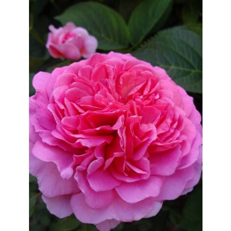 Rosier anglais 'Princess Alexandra of Kent'® Pot de 4L/5L