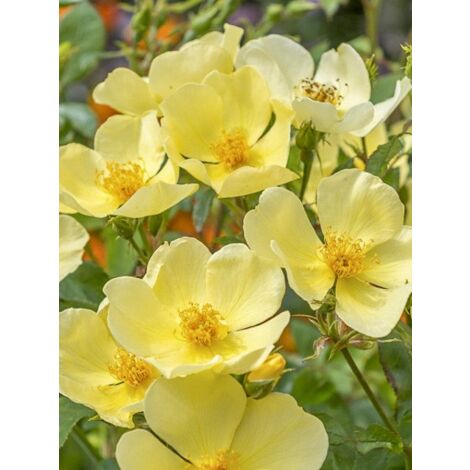 Rosier anglais 'Tottering-by-Gently' Pot de 4L/5L