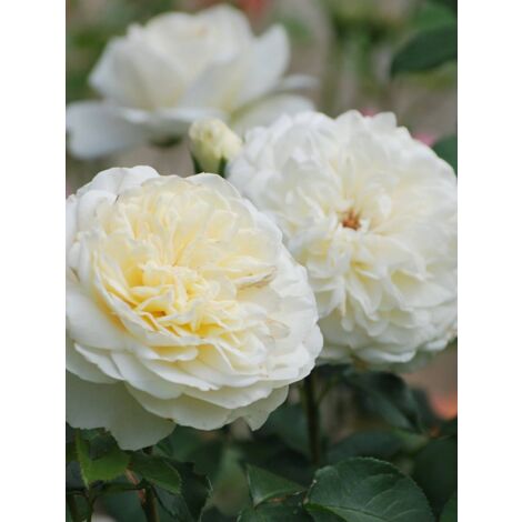 Rosier anglais 'Tranquillity' Pot de 4L/5L