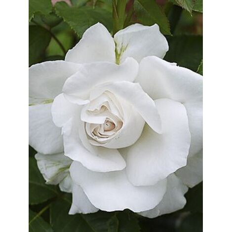 Rosier 'Annapurna ' Pot de 4L/5L