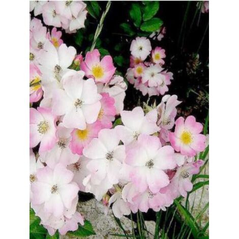 Rosier arbuste 'Ballerina' Pot de 4L/5L