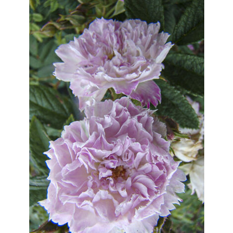 Rosier arbuste 'Jean de Bruges' Pot de 4L/5L