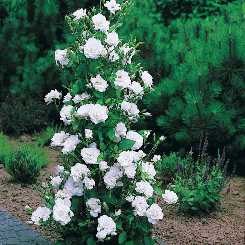 Rosier arbuste Korbin - Blanc